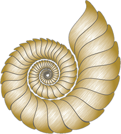 Nautilus Shell